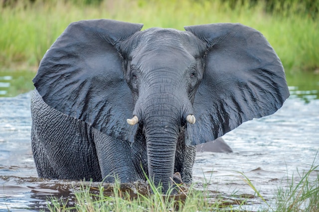 Botswana safaris