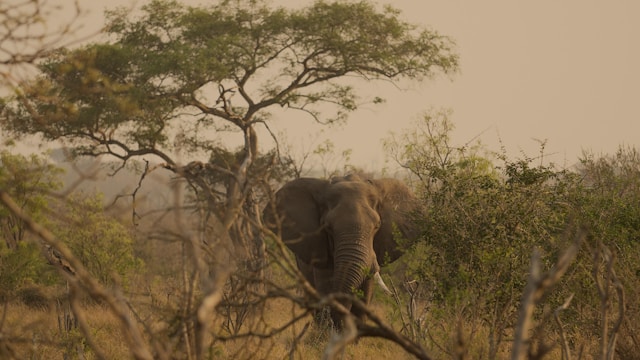 Eswatini safaris