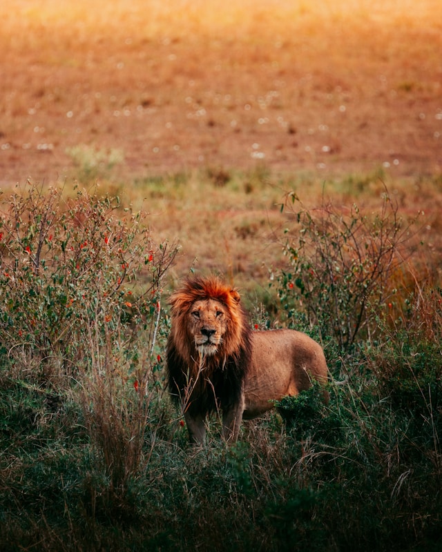 Kenya safaris