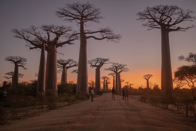 Madagascar safaris