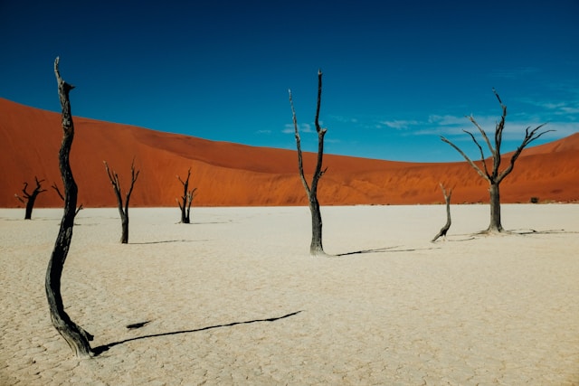 Namibia safaris