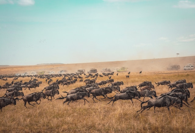 Tanzania safaris