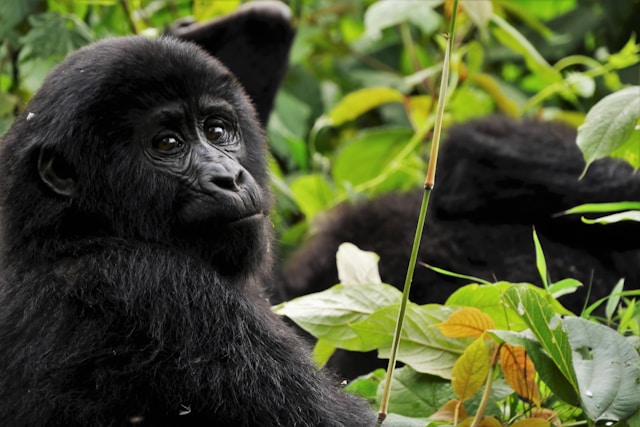 Uganda safaris