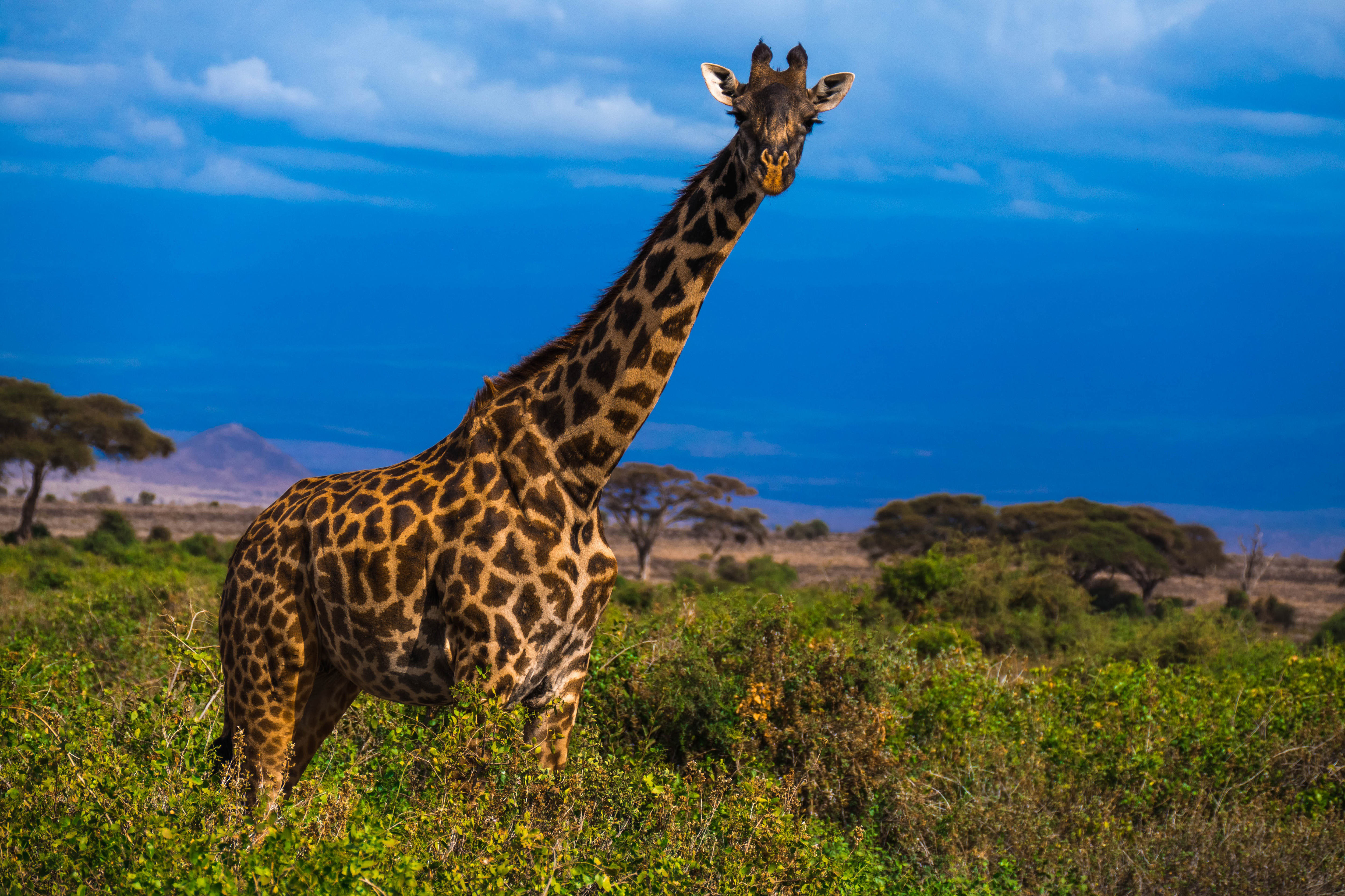 Victoria Falls & Kruger Getaway safari