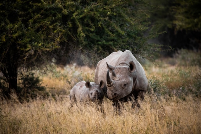 Big Five Open Vehicle Safari