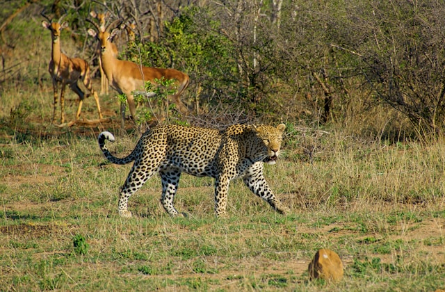 Full Day Safari & Sundowners