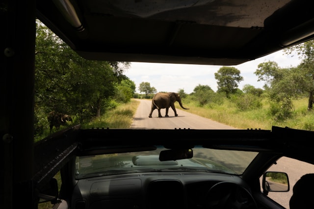 Full Day Safari & Sundowners