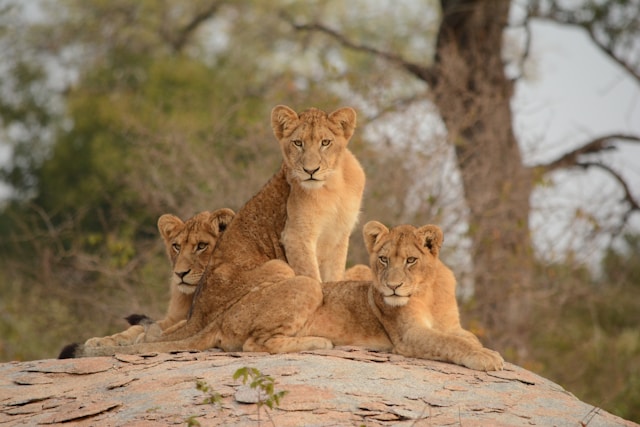 Big Five Kruger Safari safari